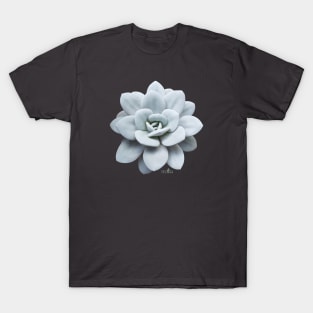 Echeveria Lauii T-Shirt